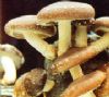 edible fungi additive calcium sulfate