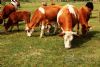 vd-06 calcium sulfate for beef cattles