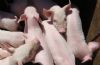 vd-09 special calcium sulfate for pig breeding
